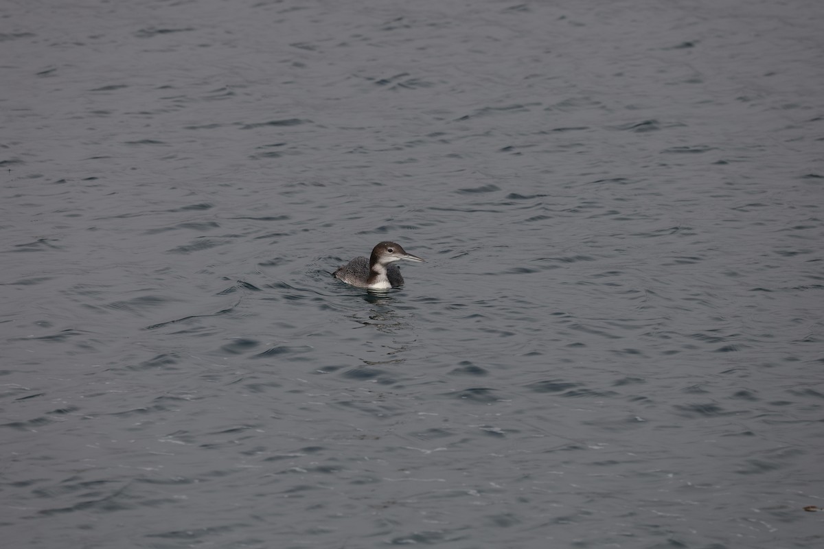 Buz Dalgıcı - ML644504977