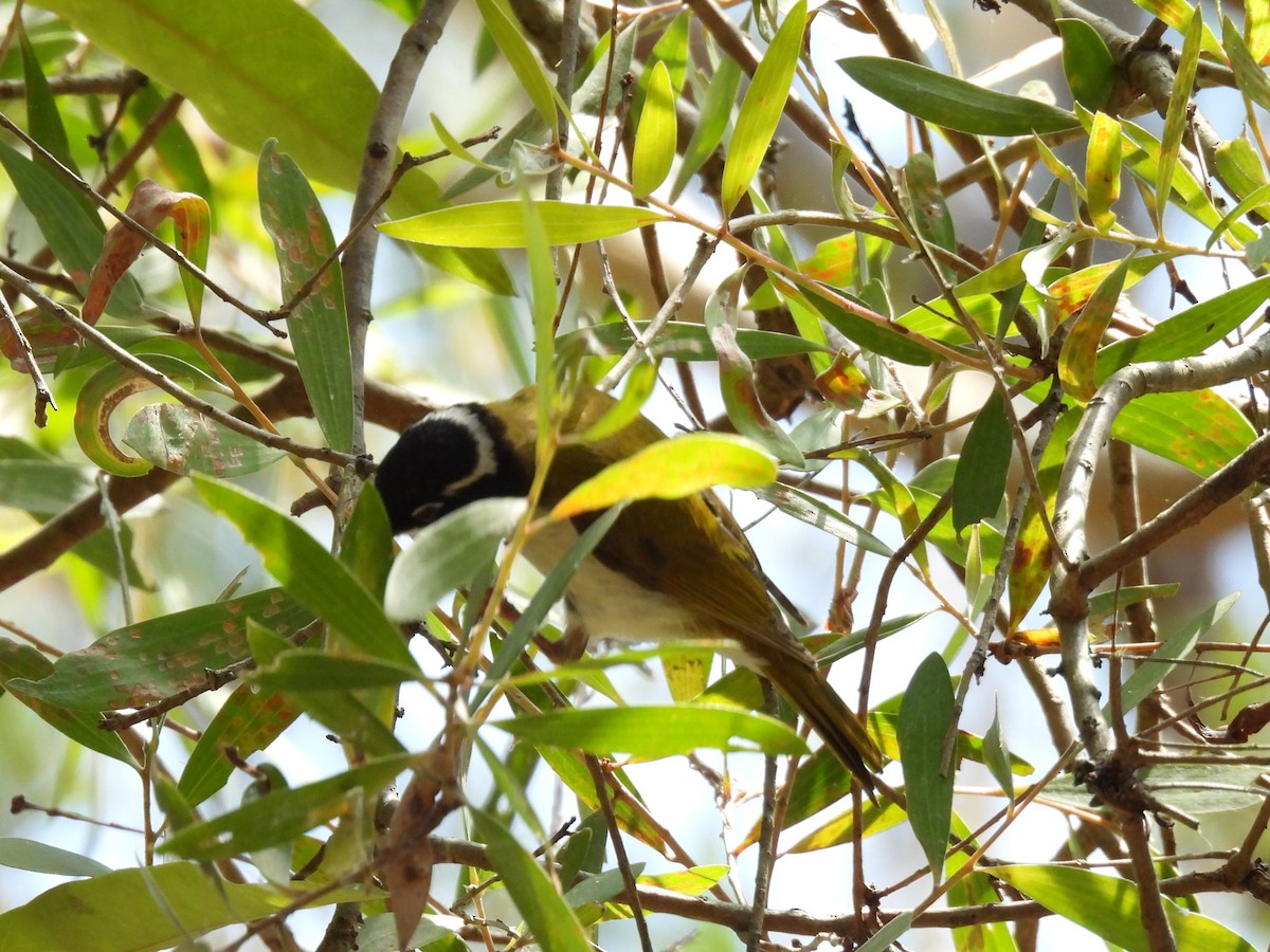 White-throated Honeyeater - ML644504978