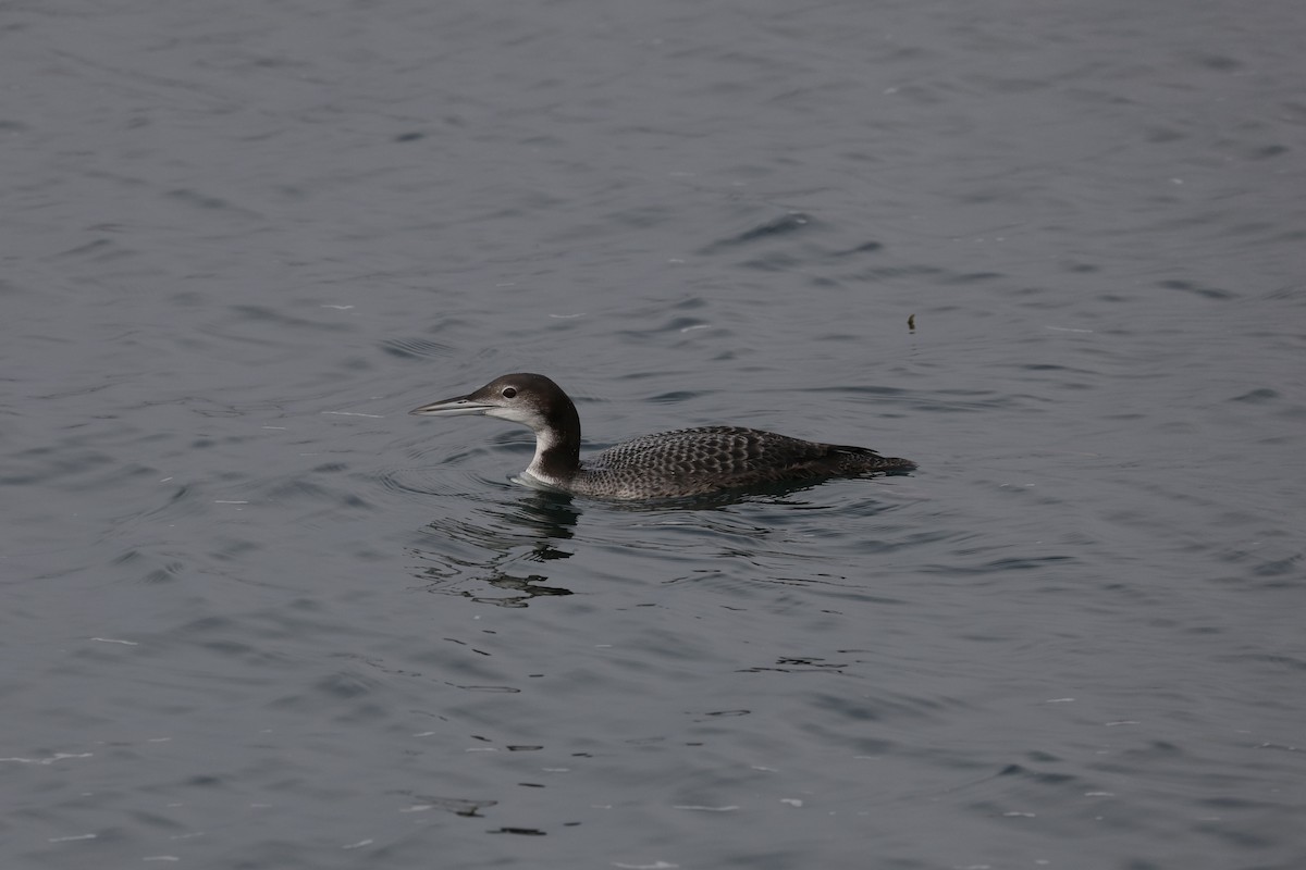 Buz Dalgıcı - ML644504988