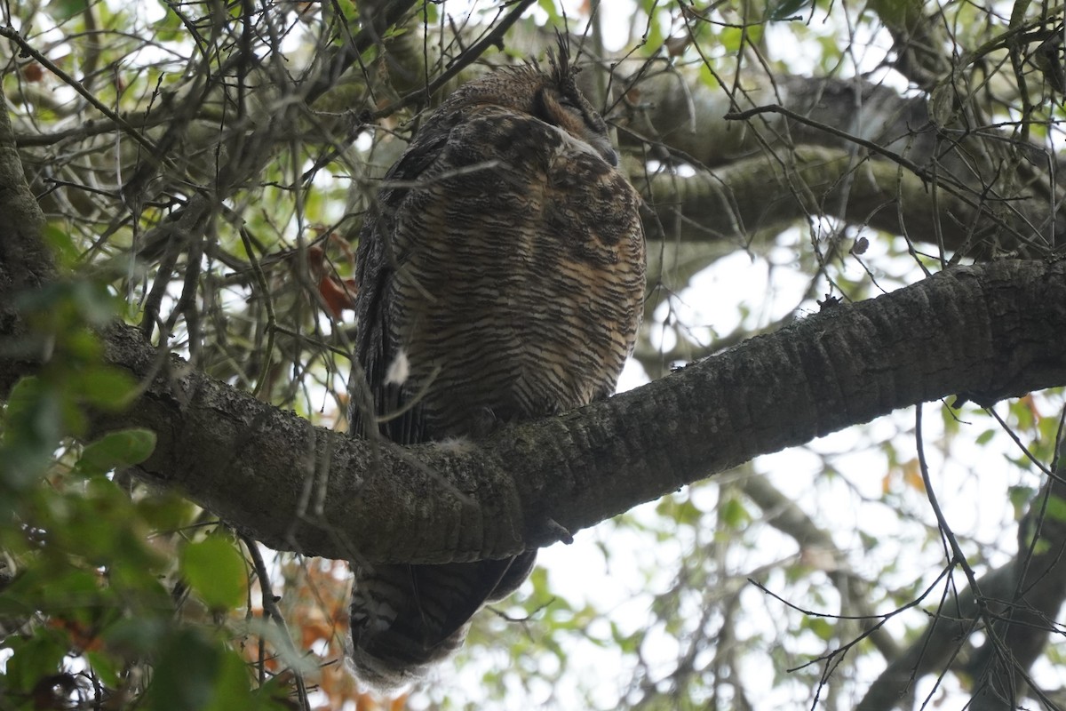 amerikahubro - ML644504989