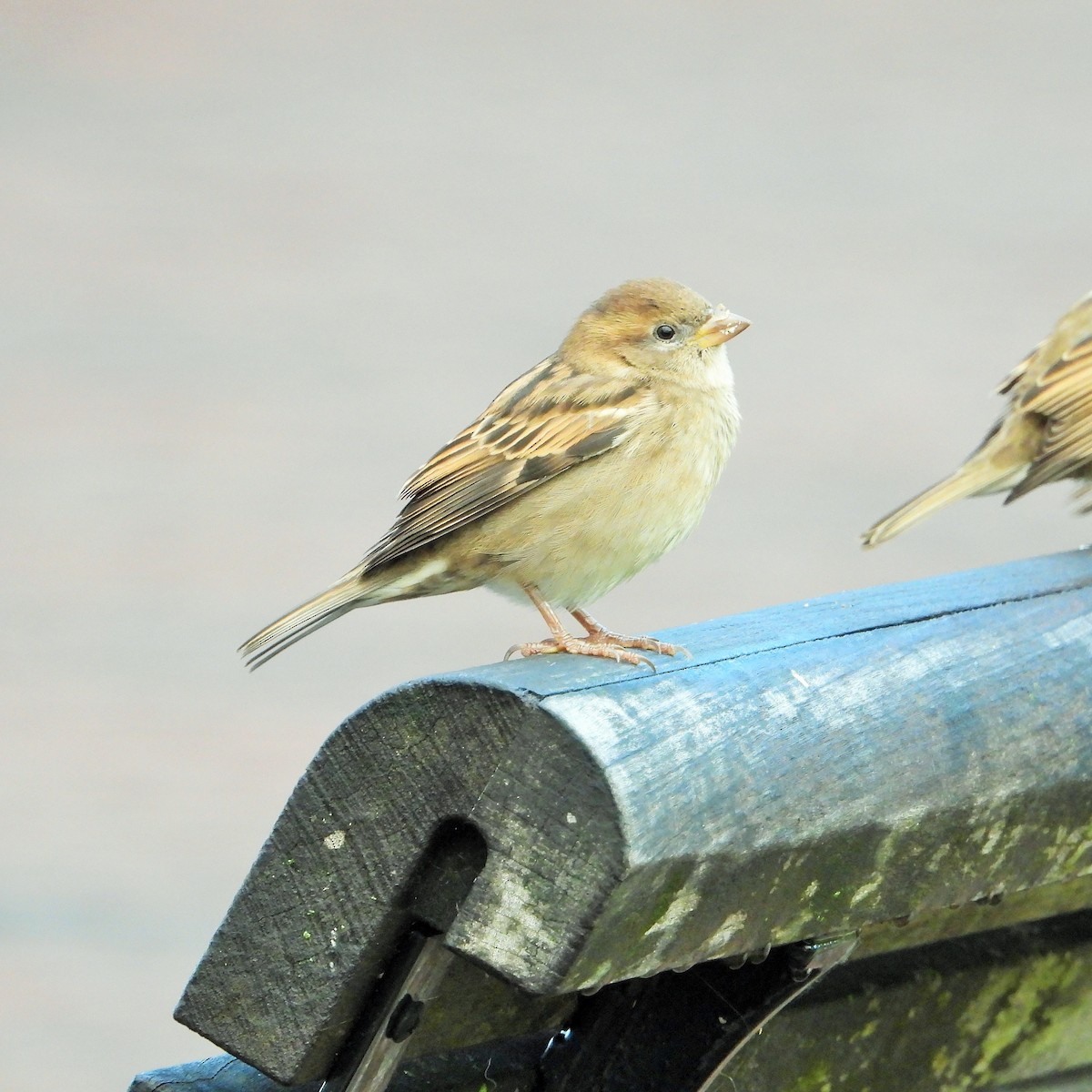 דרור הבית - ML644504992