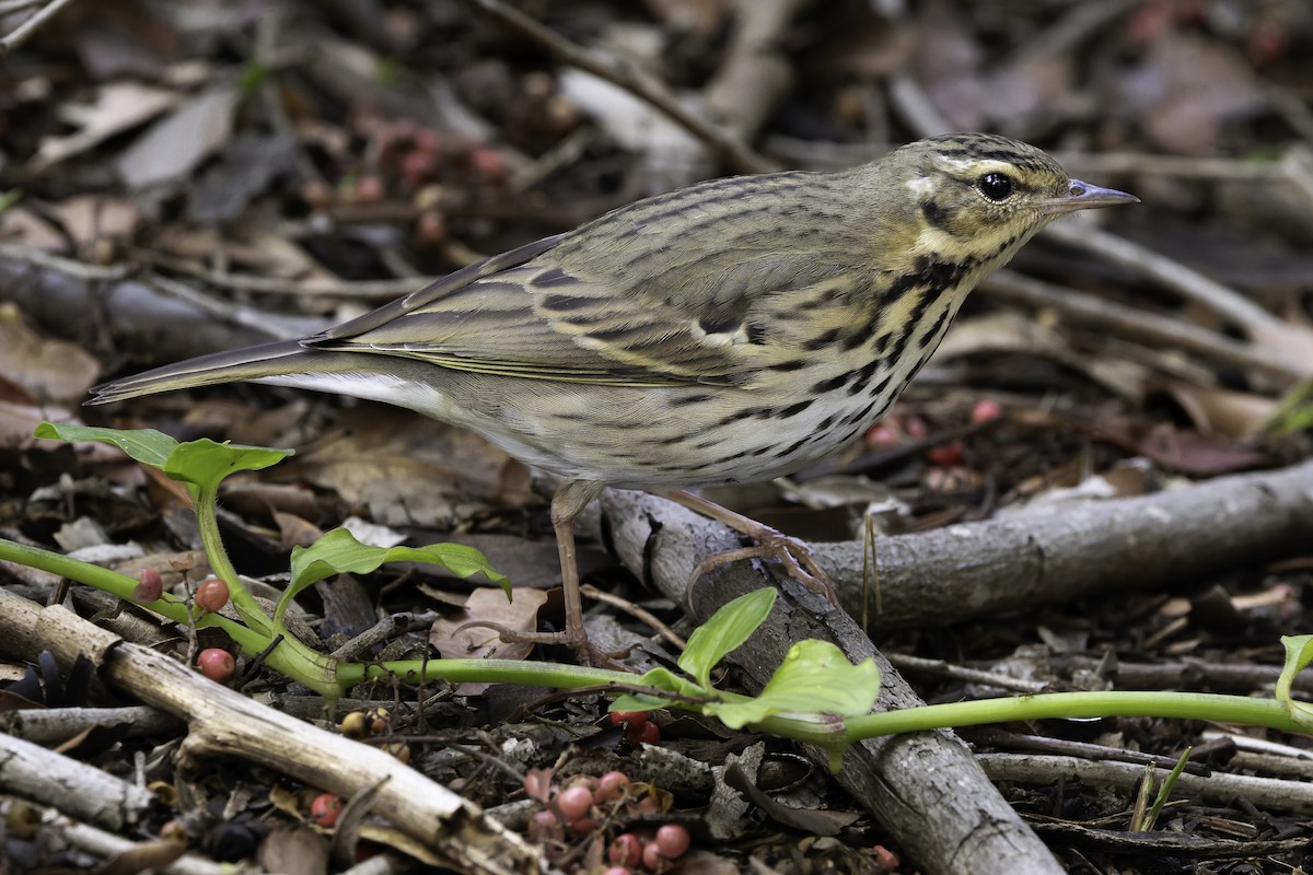 Olive-backed Pipit - ML644504995