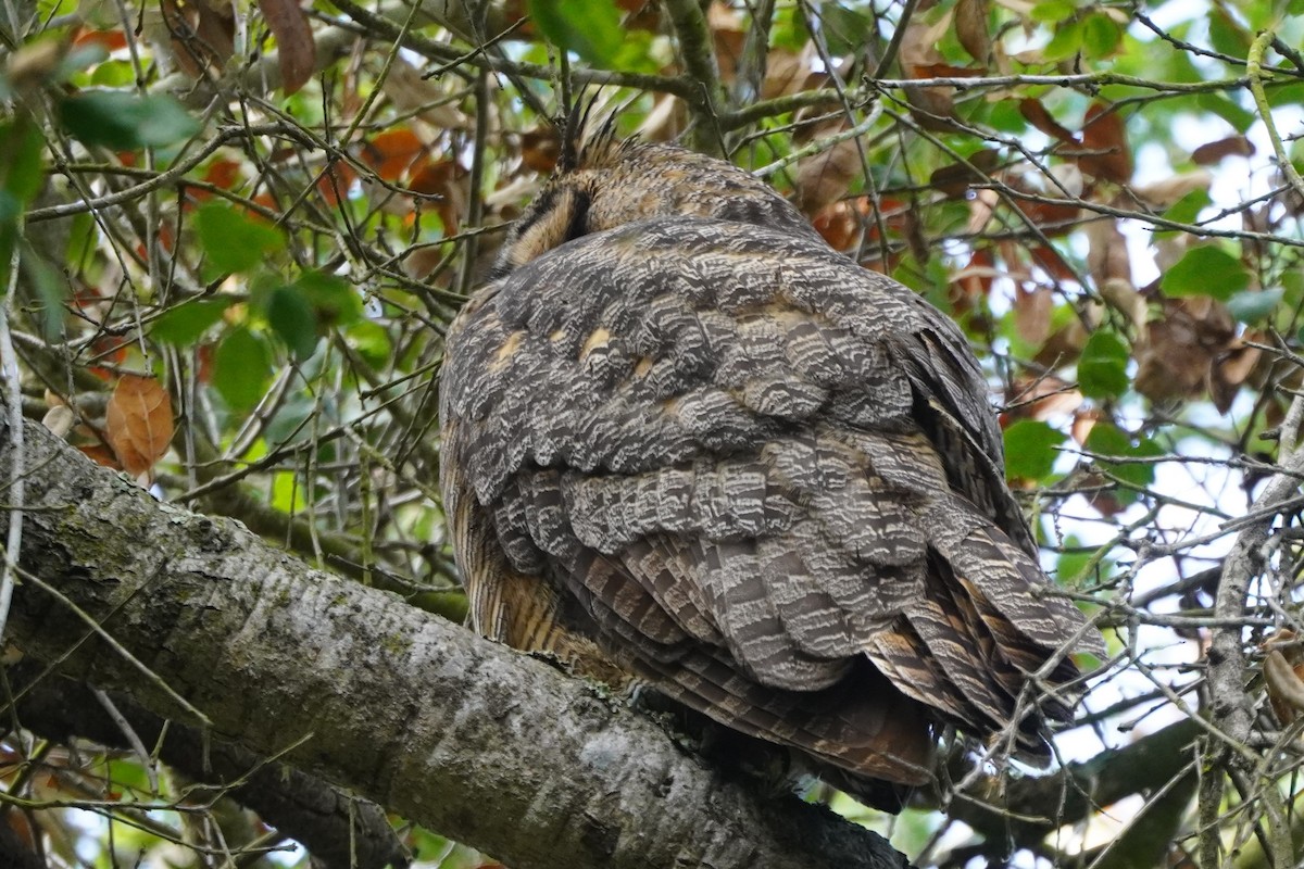 amerikahubro - ML644504997