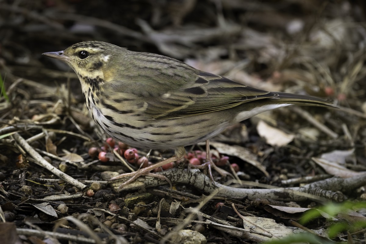 Olive-backed Pipit - ML644504999