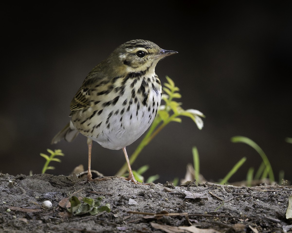 Olive-backed Pipit - ML644505001