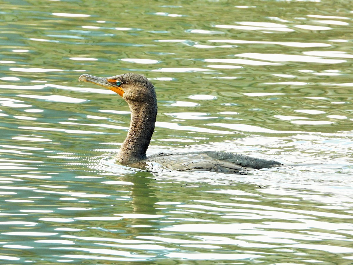 Ушастый баклан - ML644505002