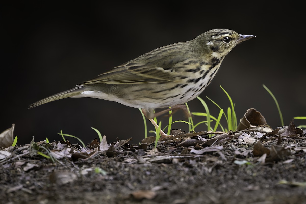 Olive-backed Pipit - ML644505003