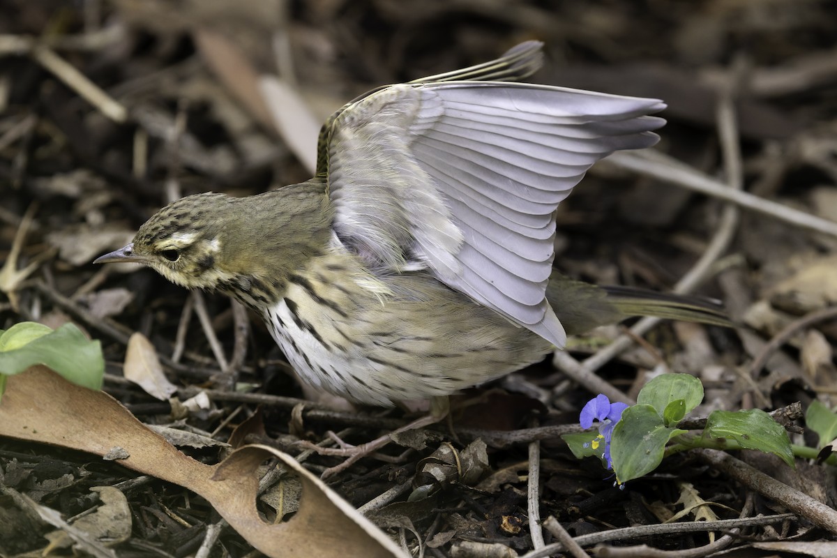 Olive-backed Pipit - ML644505005