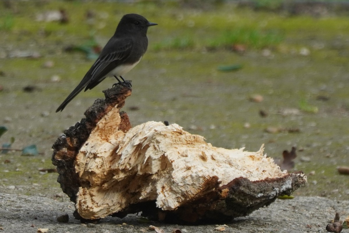 Black Phoebe - ML644505006