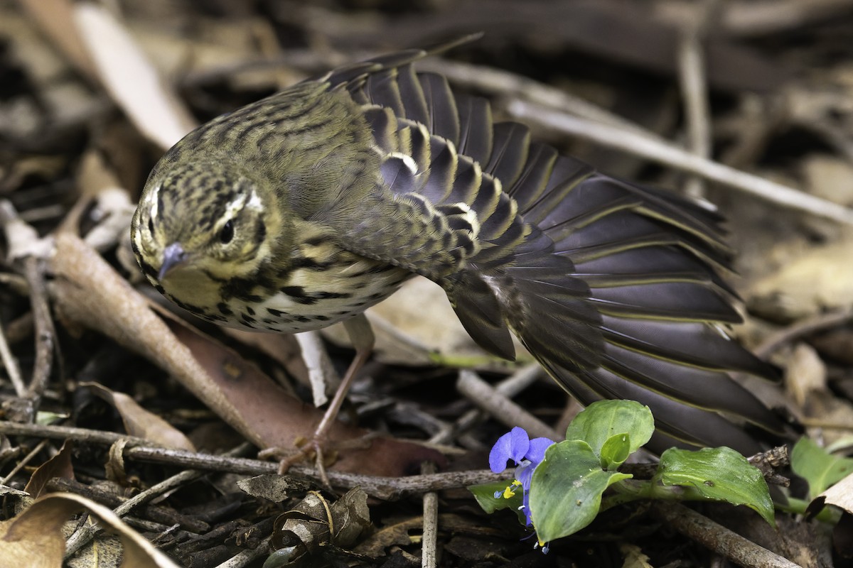 Olive-backed Pipit - ML644505008