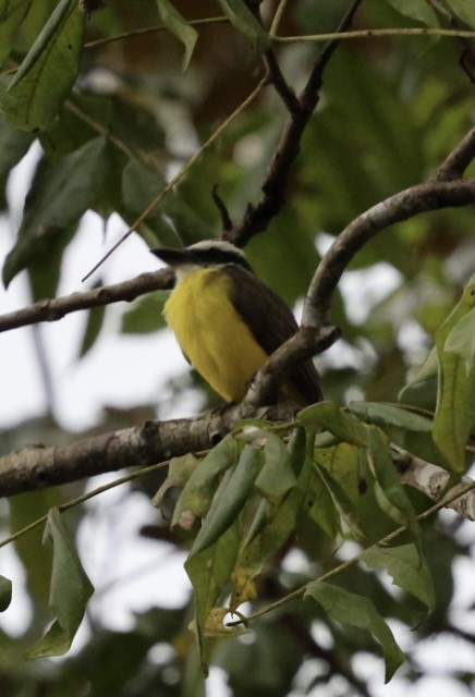 Boat-billed Flycatcher - ML644505011