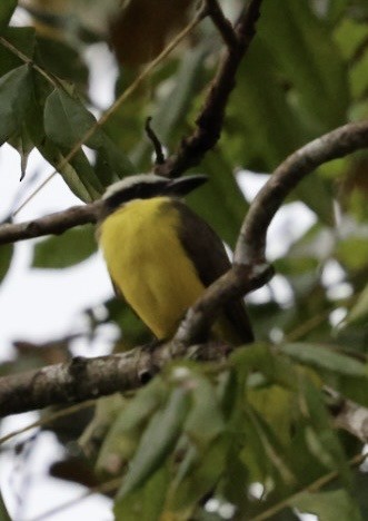 Boat-billed Flycatcher - ML644505012