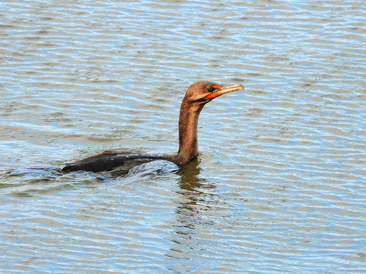 Ушастый баклан - ML644505017