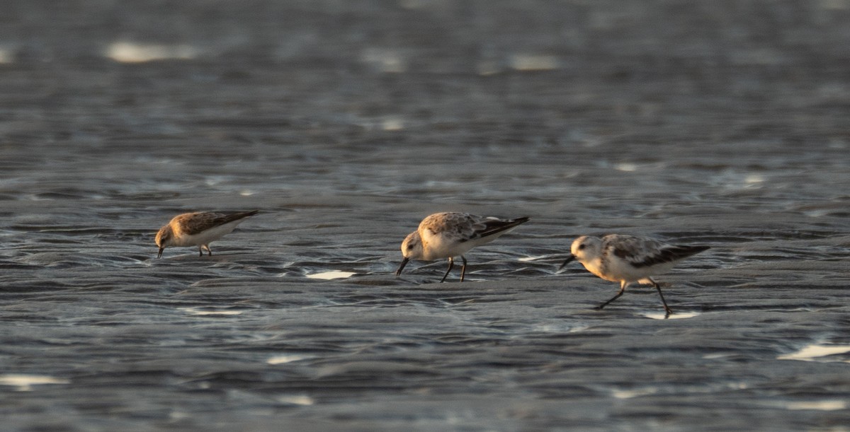 ミユビシギ - ML644505026