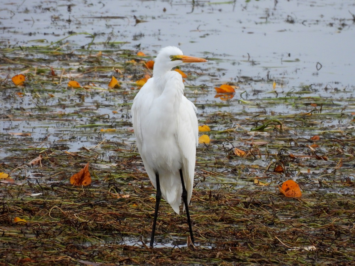 Great Egret - ML644505035