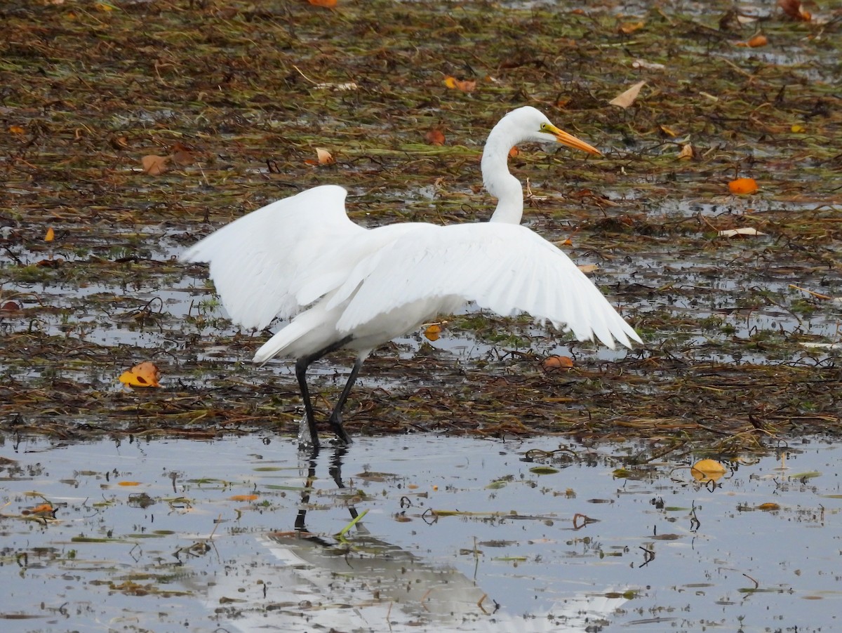 Great Egret - ML644505036