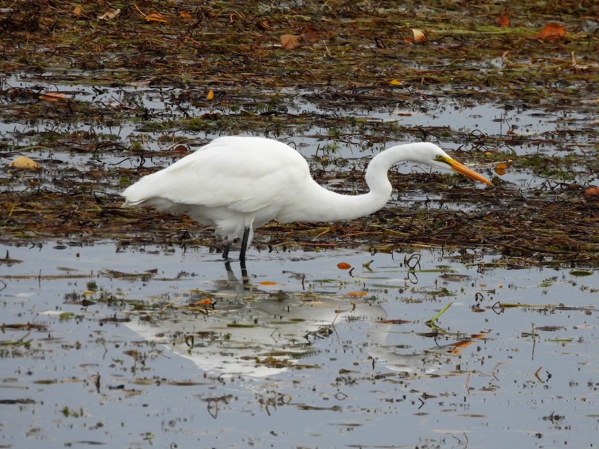 Great Egret - ML644505037