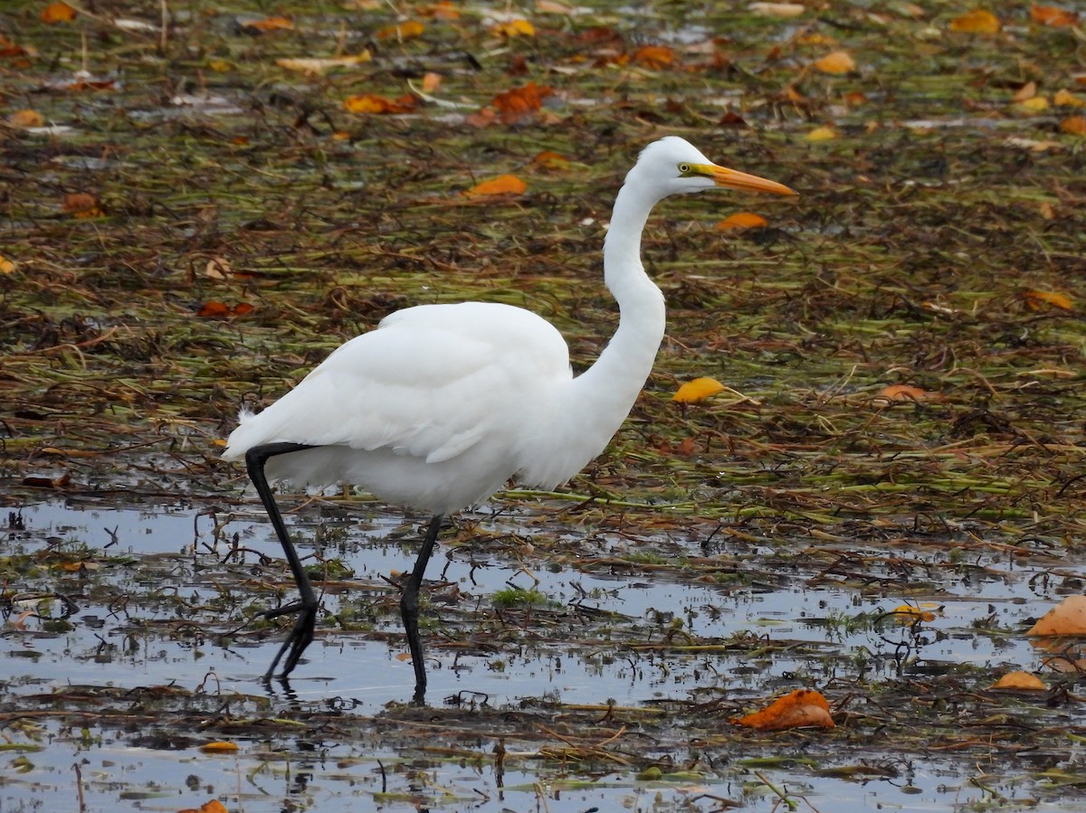 Great Egret - ML644505038