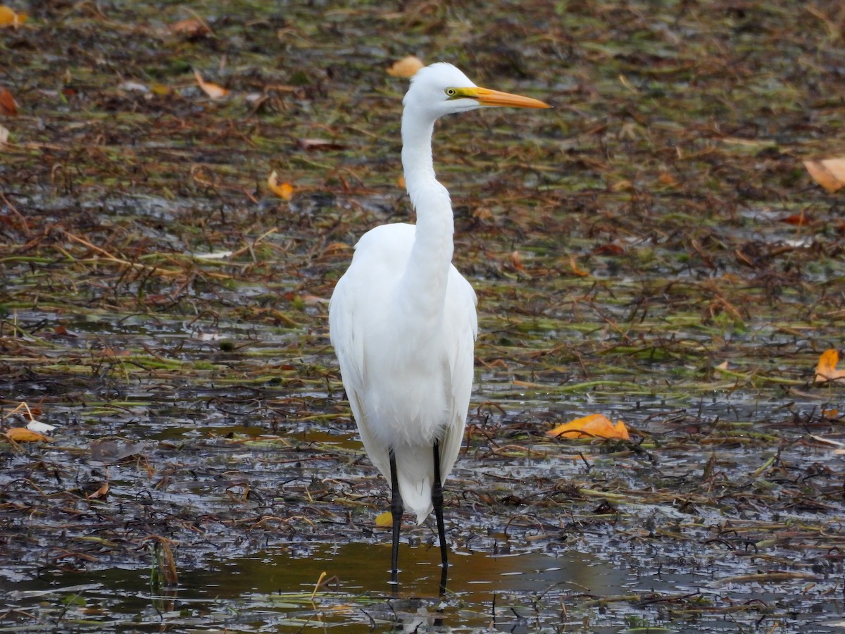 Great Egret - ML644505039