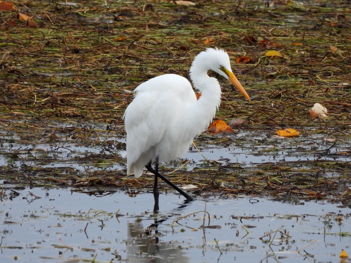 Great Egret - ML644505040