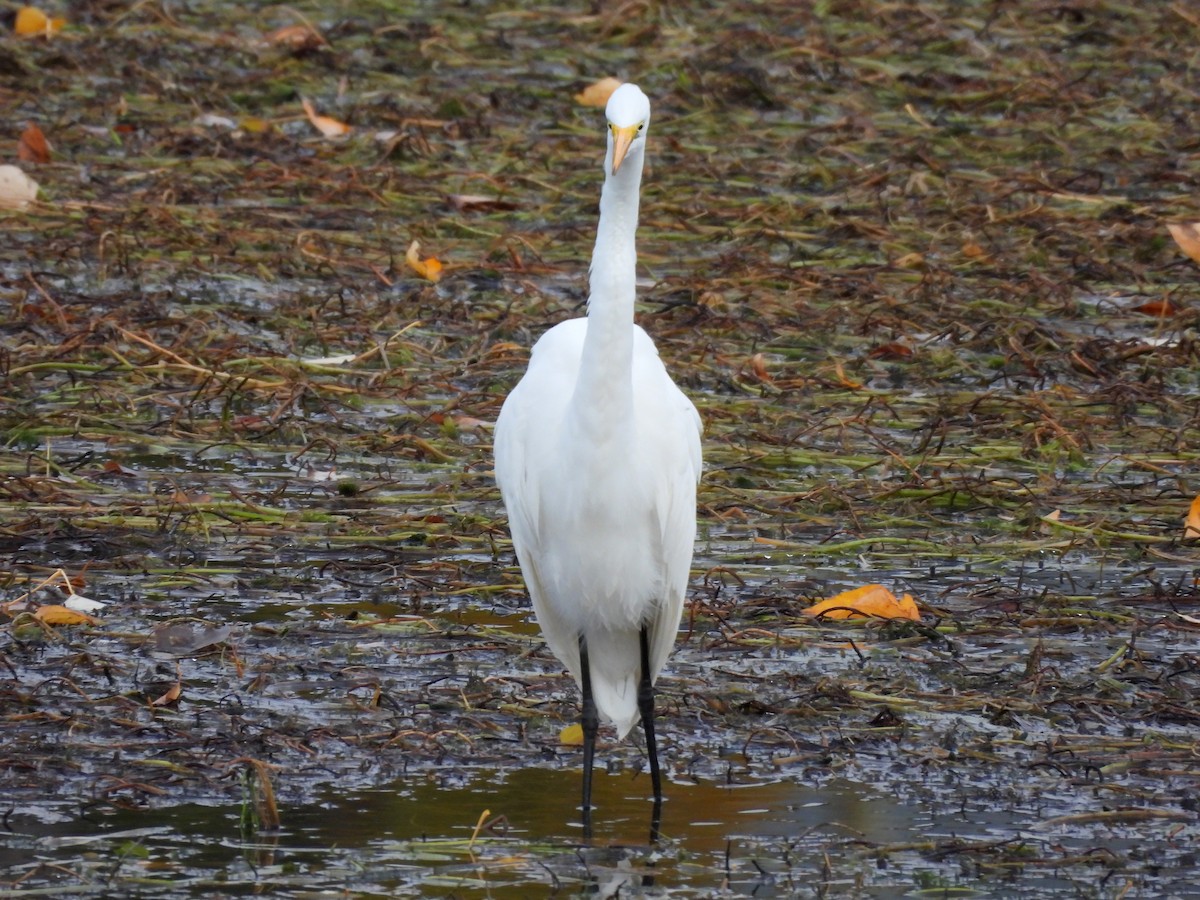 Great Egret - ML644505041