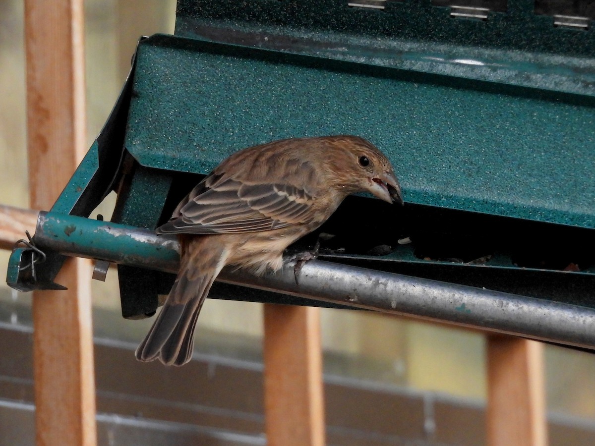 House Finch - ML644505046