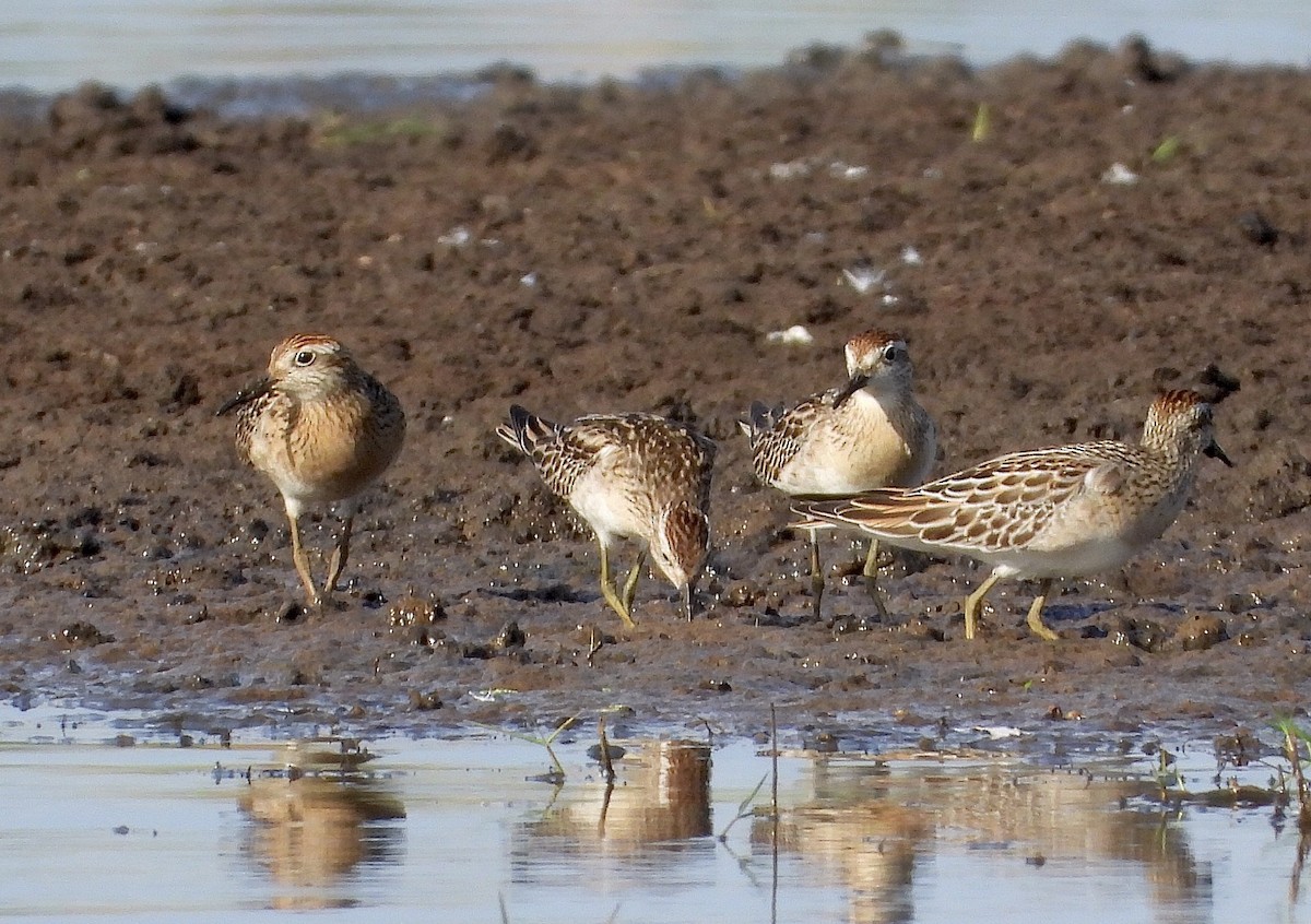 Сүүл элсэг - ML644505047