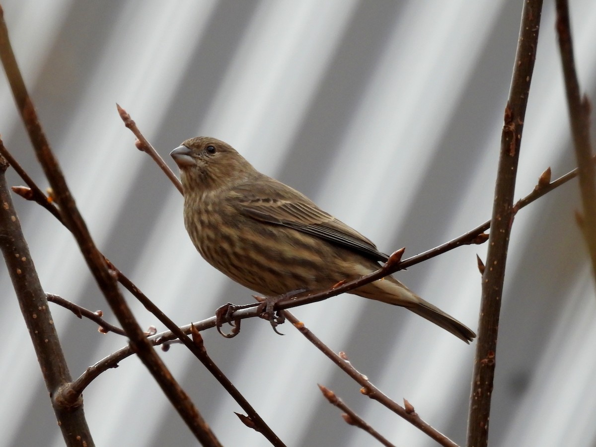 House Finch - ML644505049