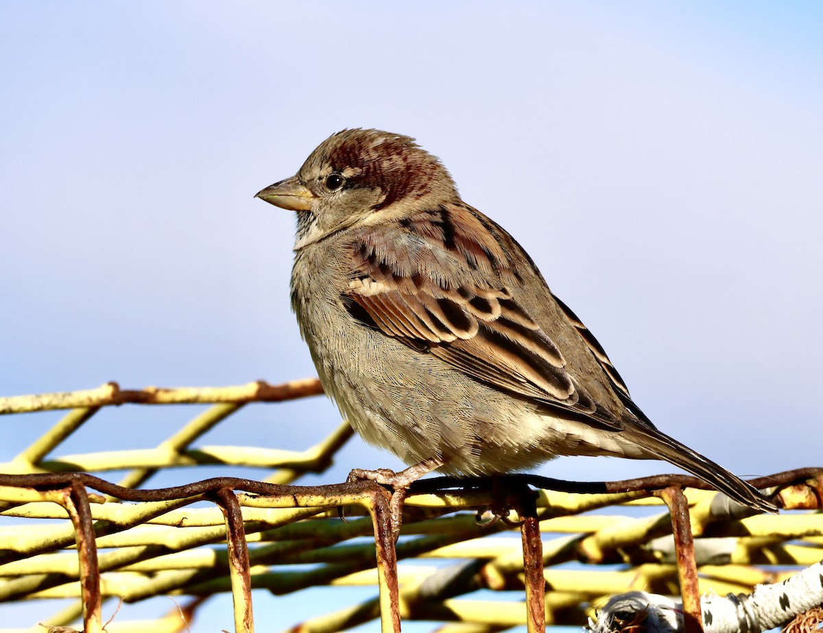 דרור הבית - ML644505050