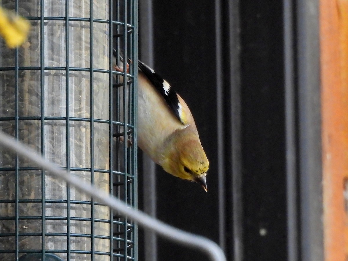American Goldfinch - ML644505051