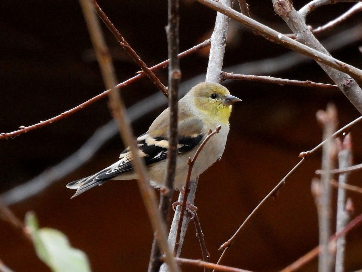 American Goldfinch - ML644505052