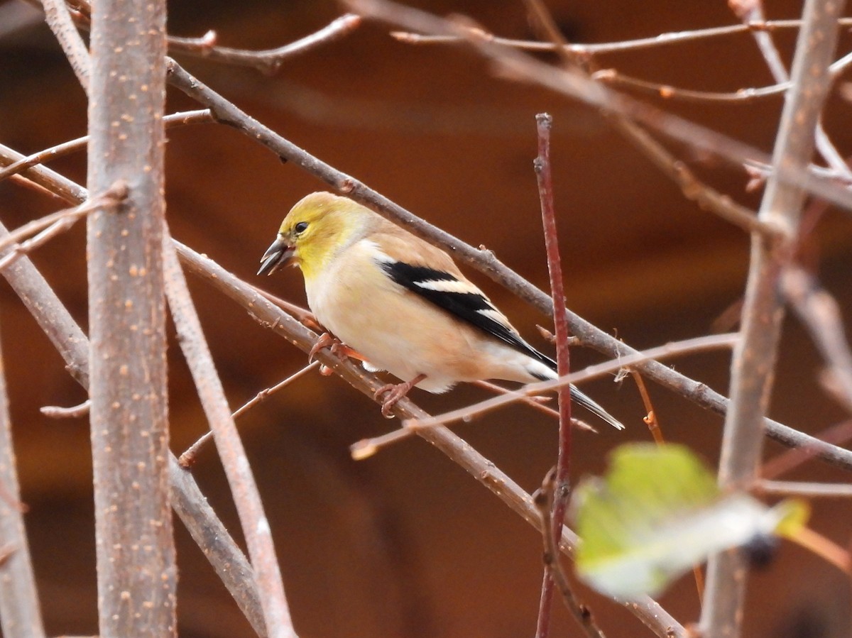 American Goldfinch - ML644505053