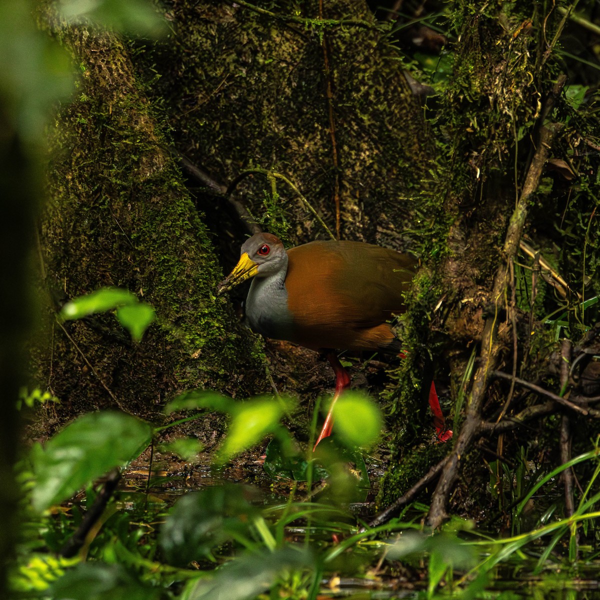 Russet-naped Wood-Rail - ML644505057