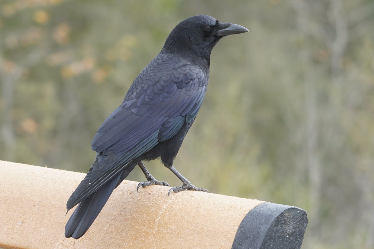 amerikakråke - ML644505058