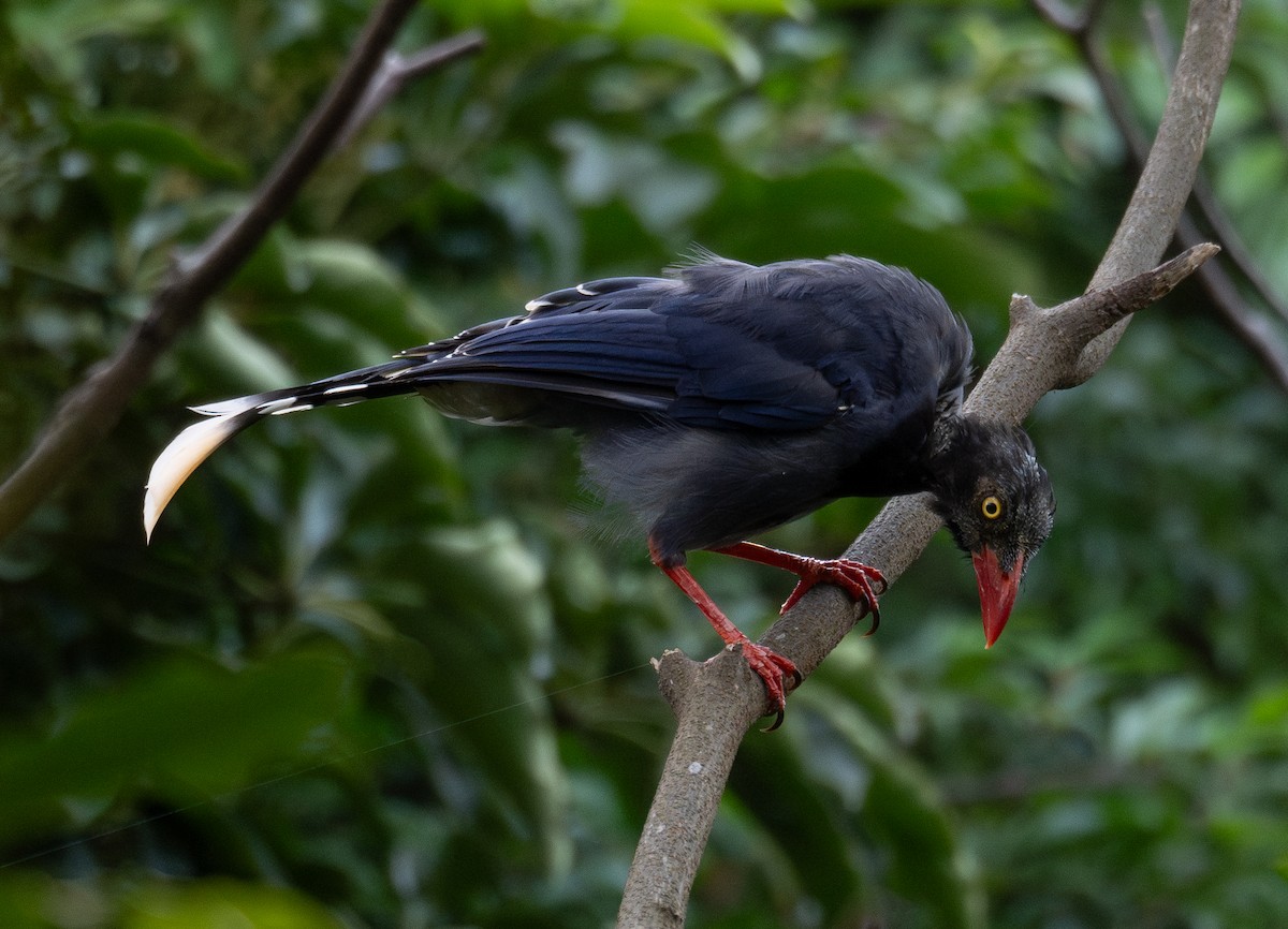 Taiwan Blue-Magpie - ML644505059
