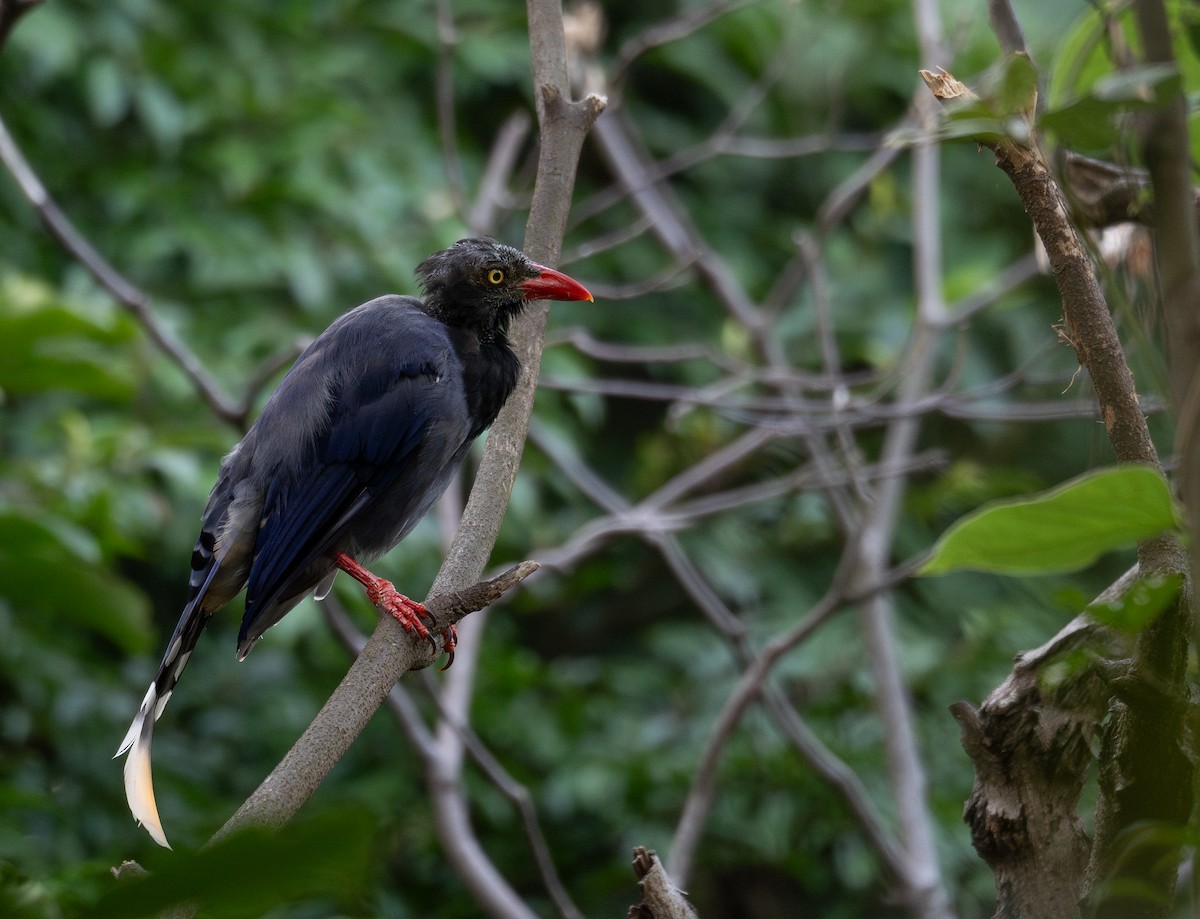 Taiwan Blue-Magpie - ML644505060
