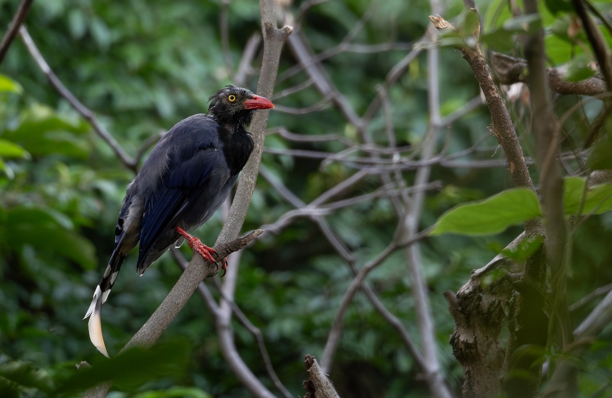 Taiwan Blue-Magpie - ML644505061