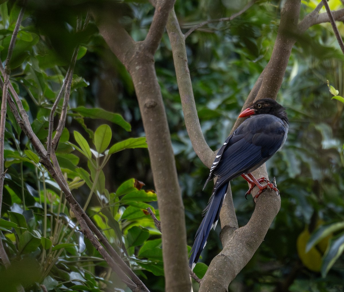 Taiwan Blue-Magpie - ML644505062