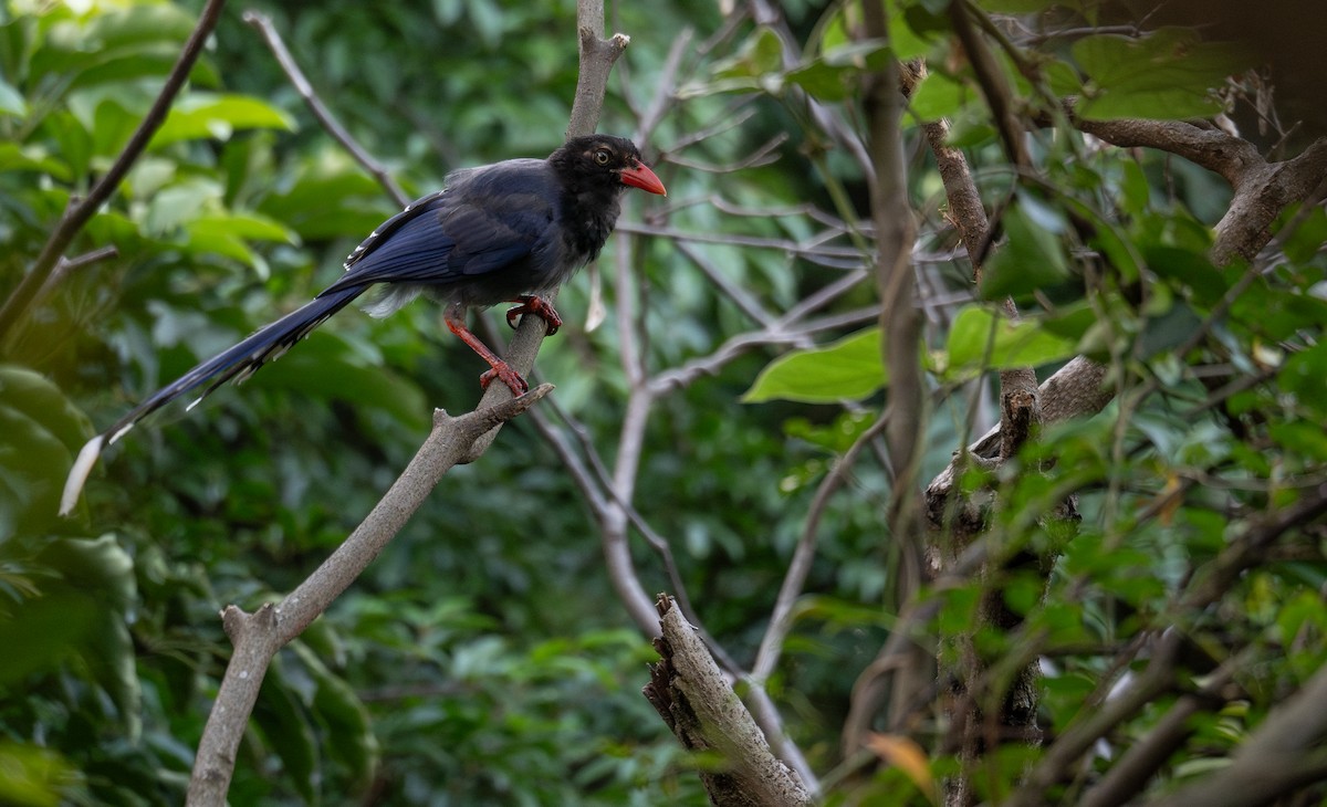 Taiwan Blue-Magpie - ML644505063