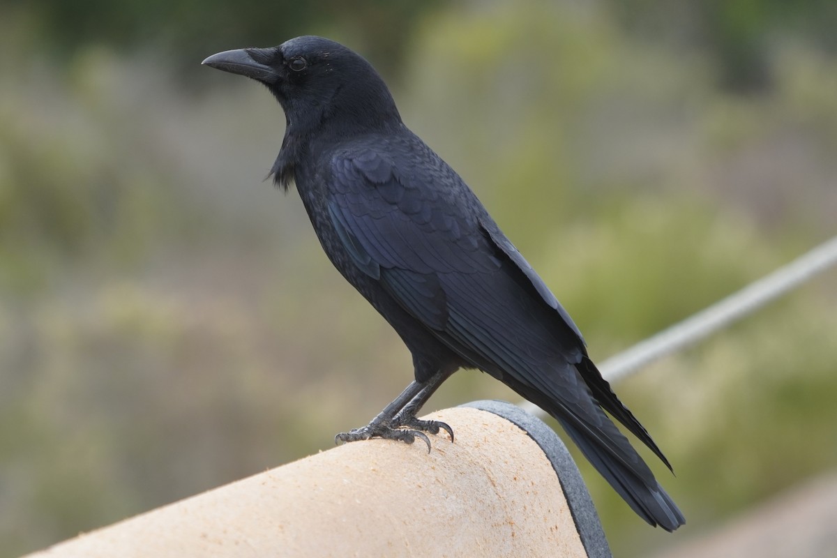 amerikakråke - ML644505064