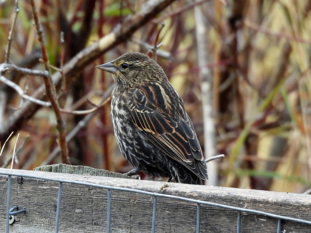 Red-winged Blackbird - ML644505068