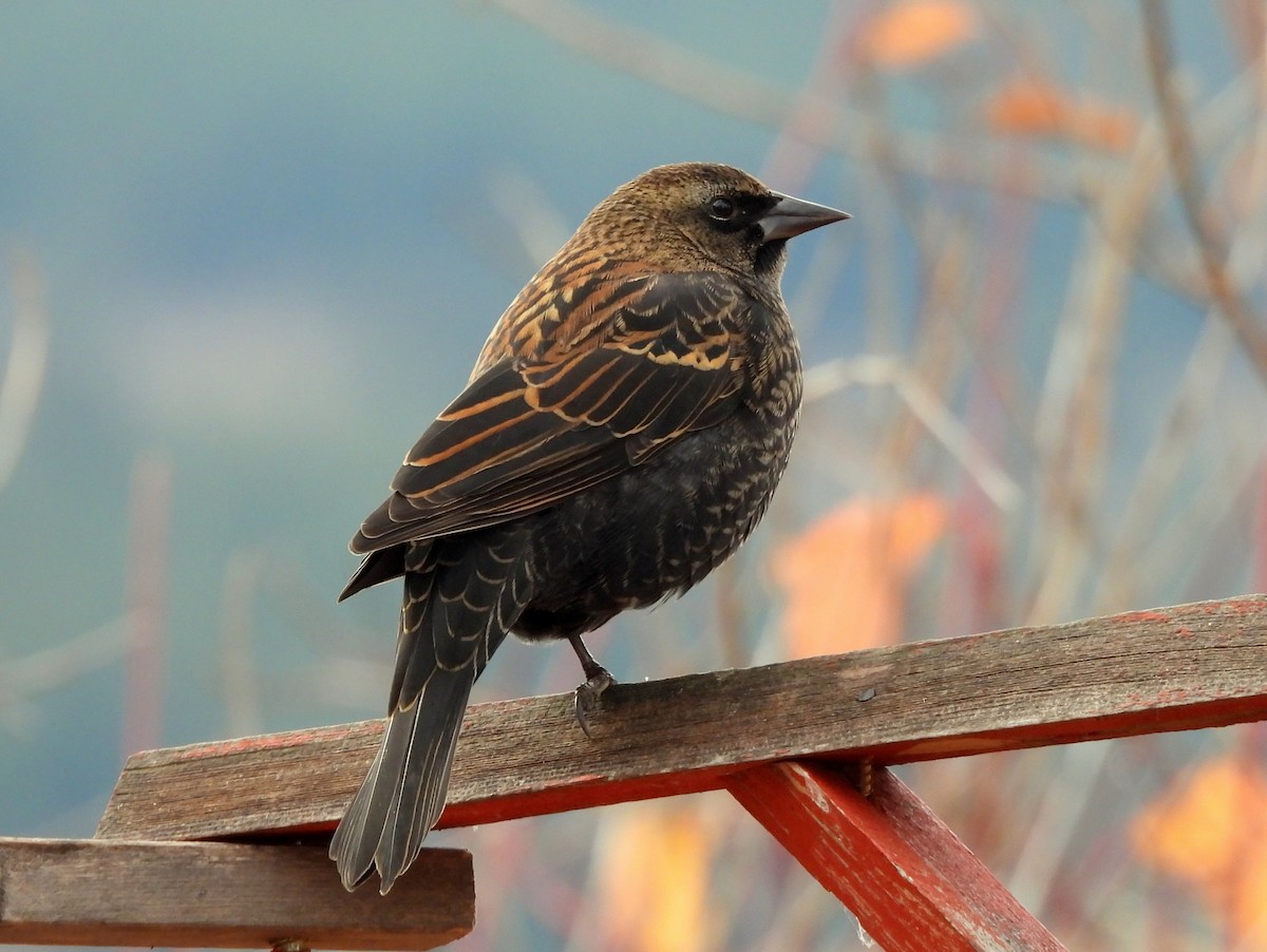 Red-winged Blackbird - ML644505069