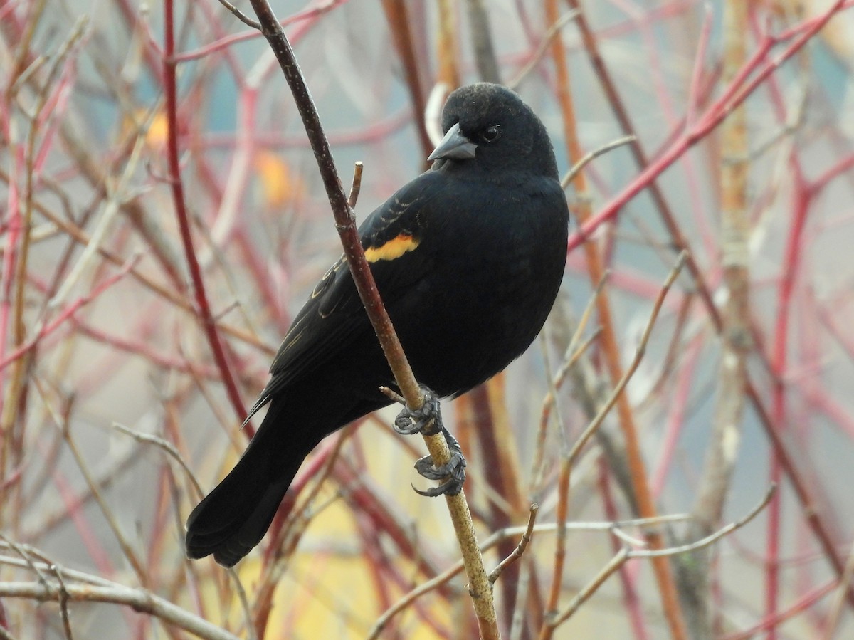 Red-winged Blackbird - ML644505070