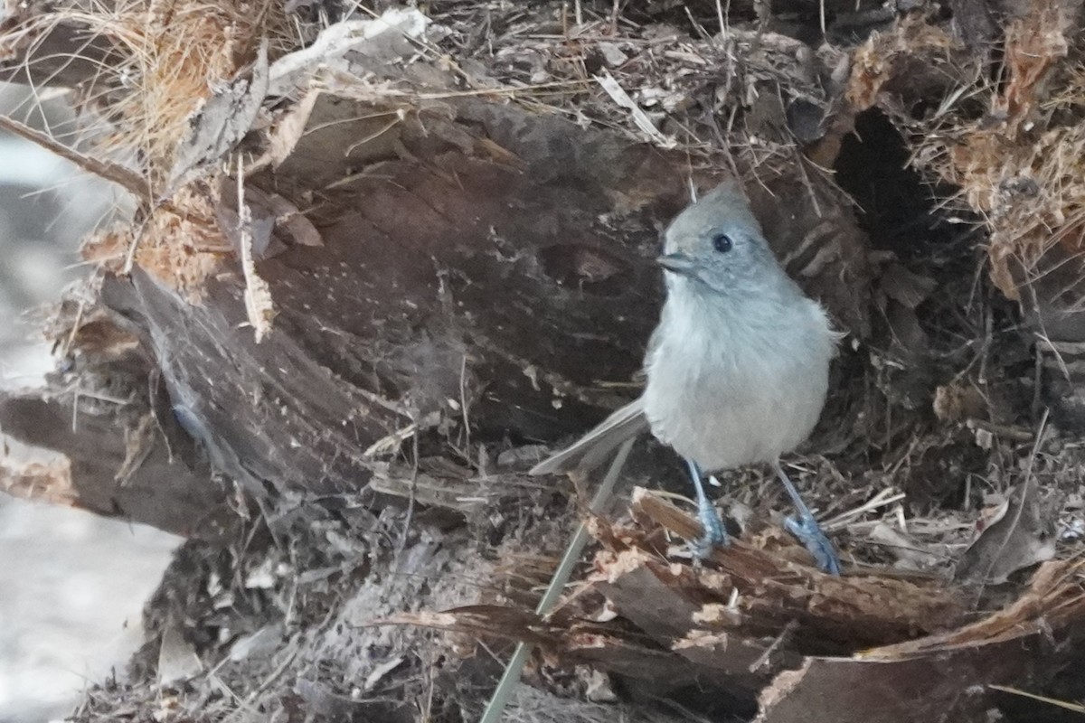 gråmeis - ML644505082