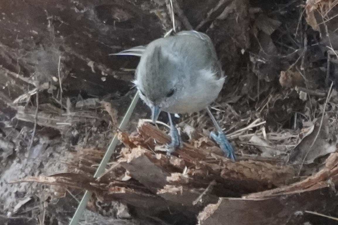 gråmeis - ML644505083