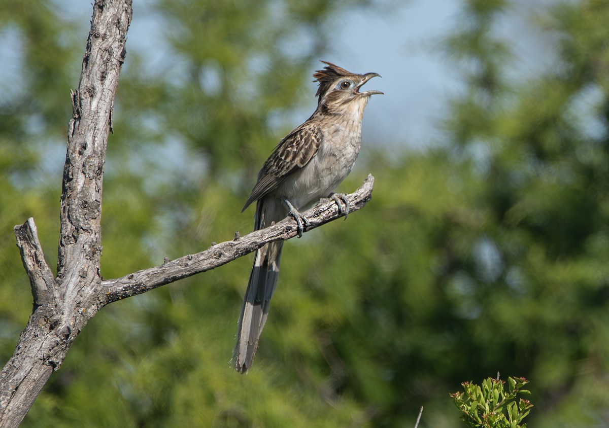 Striped Cuckoo - ML644505087