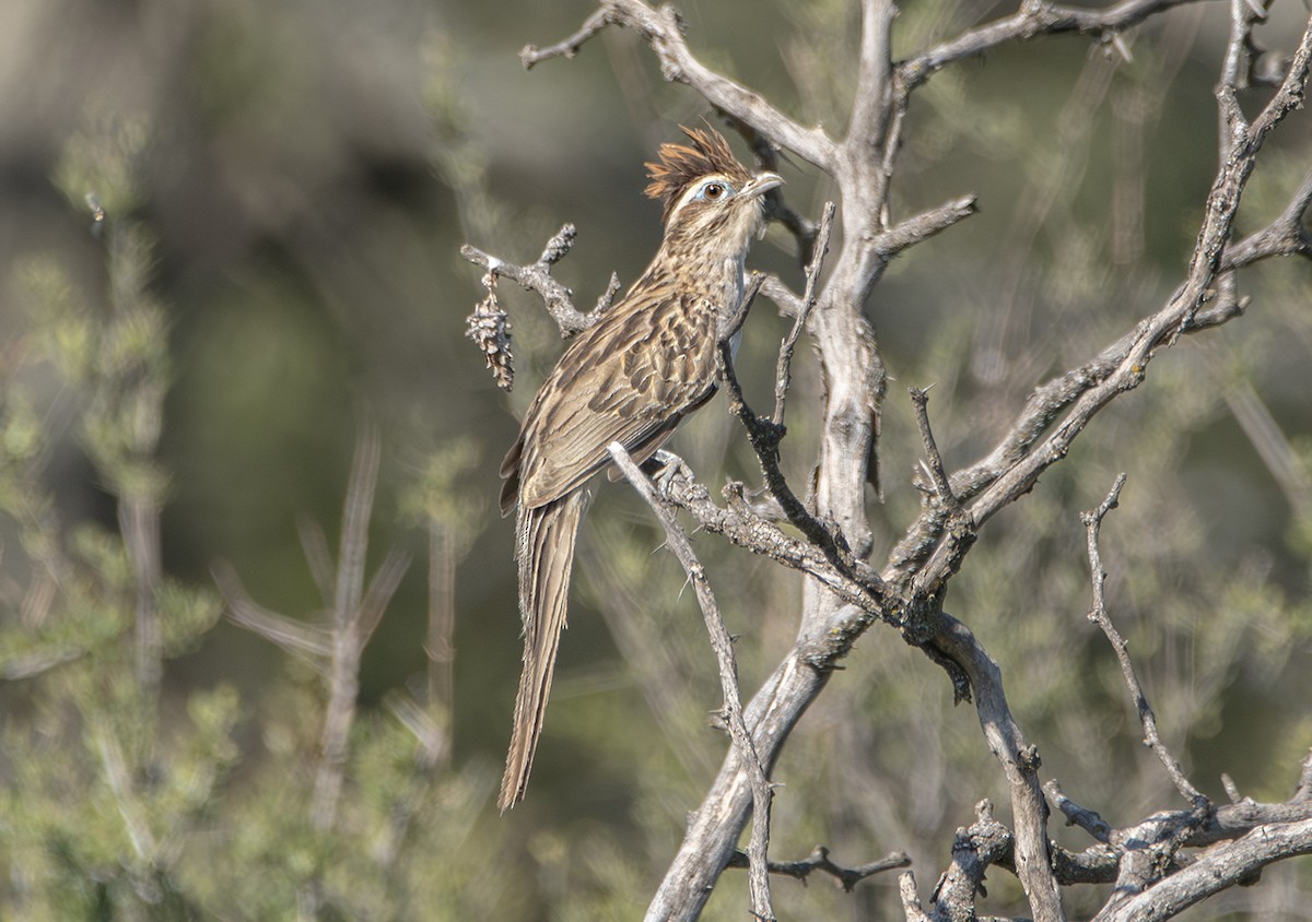 Striped Cuckoo - ML644505088