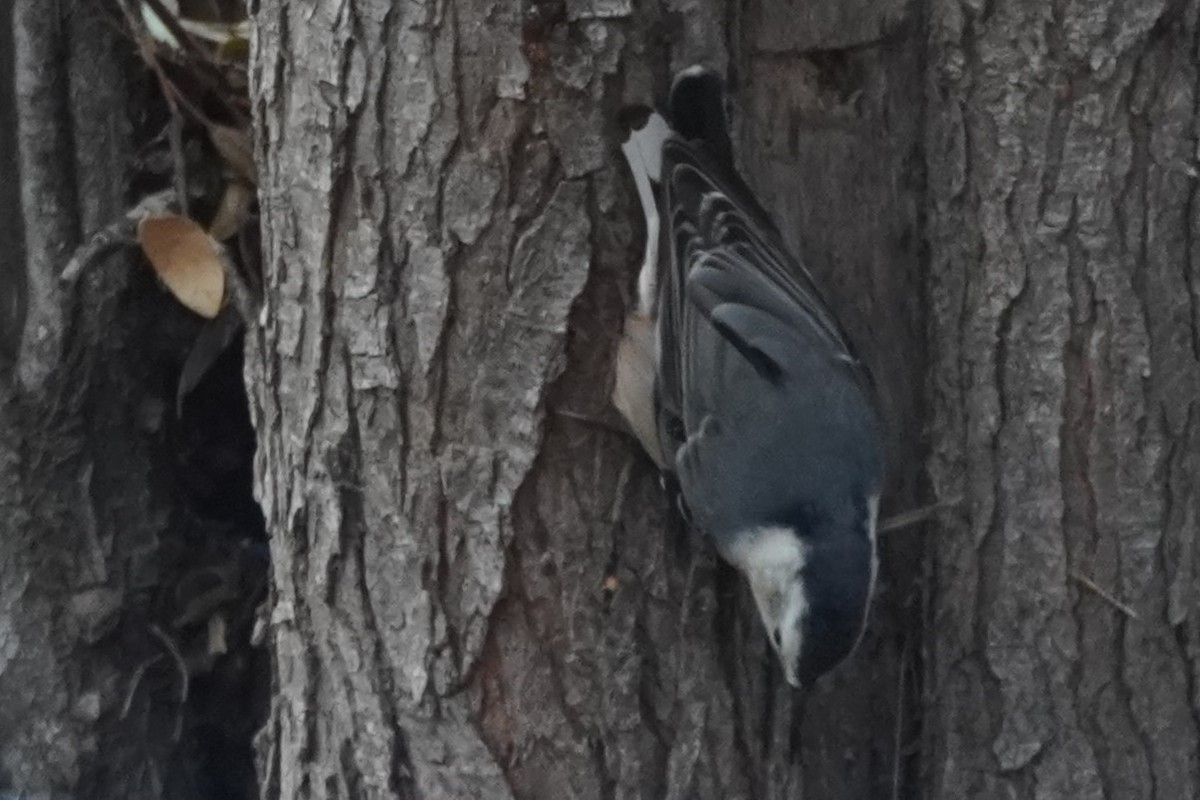 hvitbrystspettmeis - ML644505089