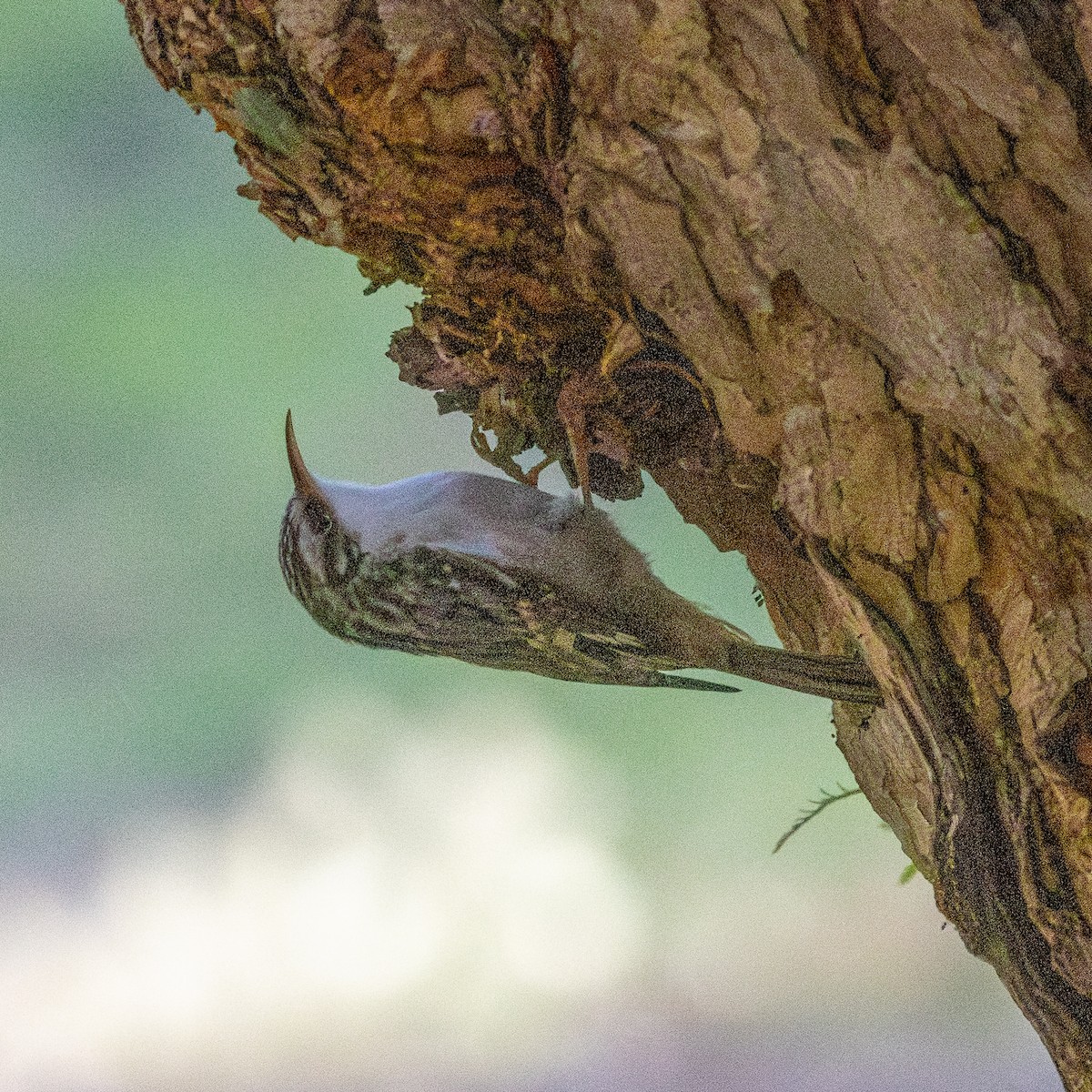 Brown Creeper - ML644505093