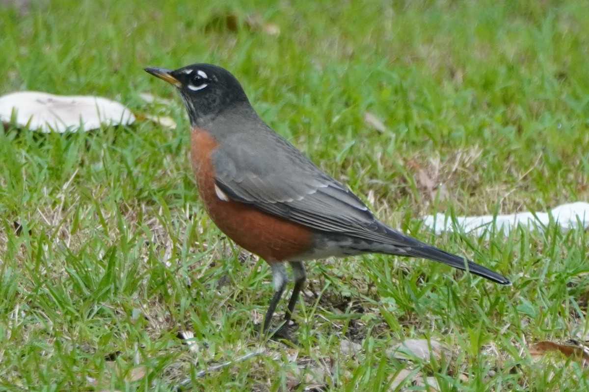 Merle d'Amérique - ML644505094